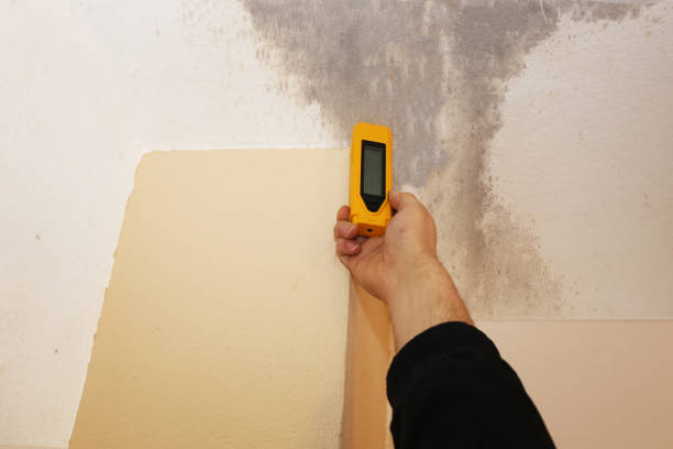 Mold Remediation for Vacation Homes in Rio Grande, OH